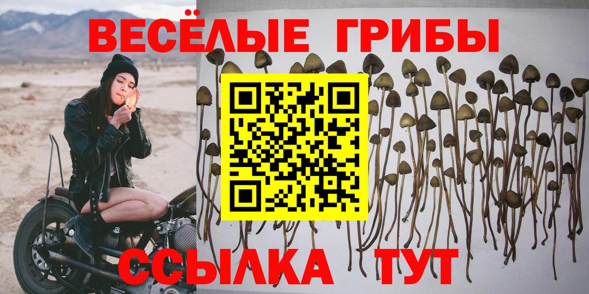 Псилоцибиновые грибы Cubensis  Вход с VPN  Кулебаки 