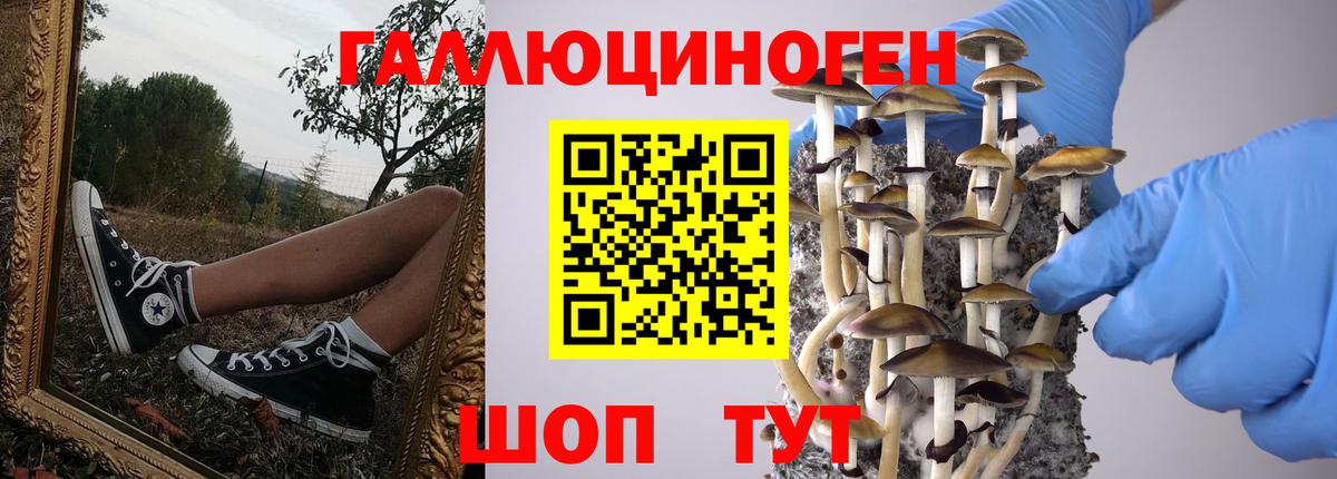 Псилоцибиновые грибы Psilocybe Кулебаки
